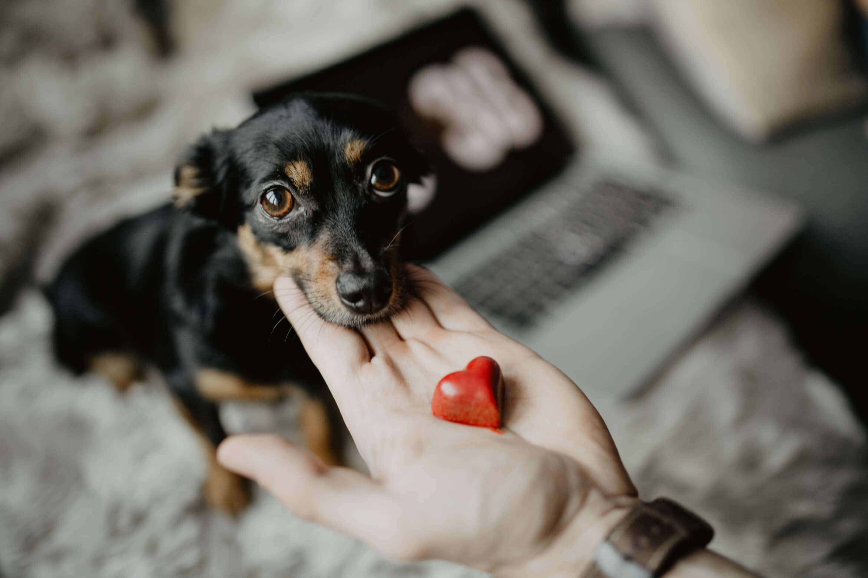 dog with heart